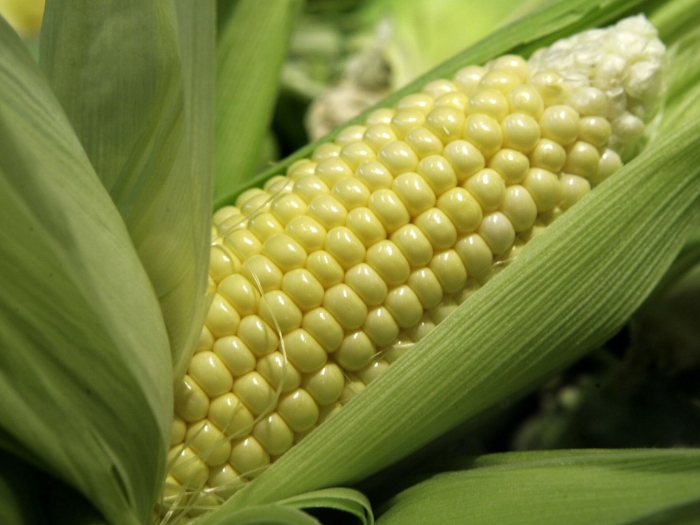 Поле кукурузы