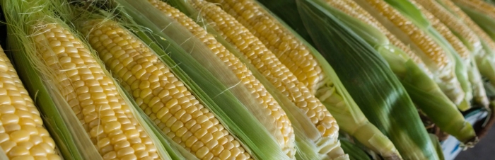 Кукуруза сорта