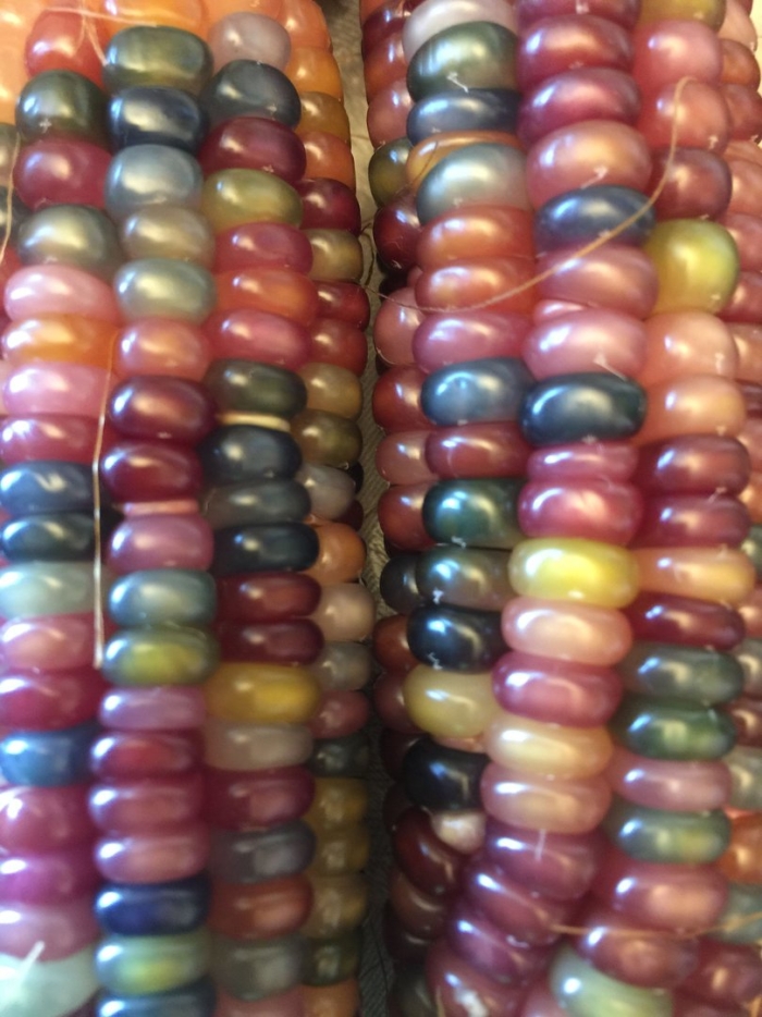 Кукуруза гласс гем