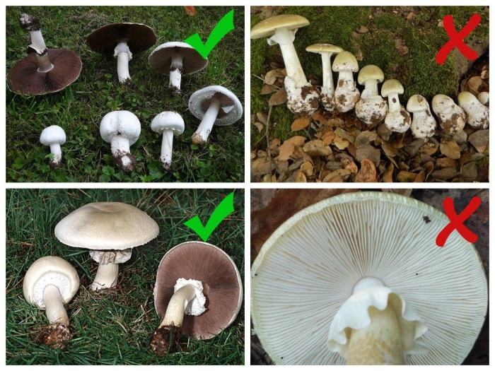 Бледная поганка и шампиньон