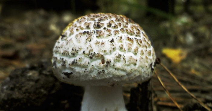 Гриб поганка