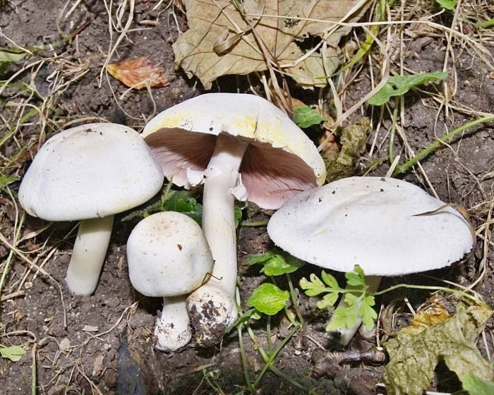 Шампиньон желтокожий ядовитые грибы