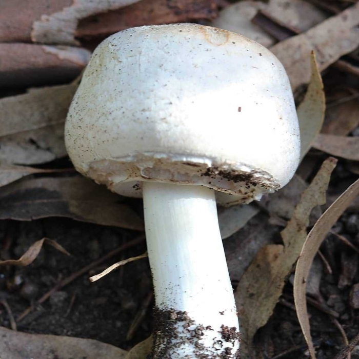 Ложный луговой шампиньон