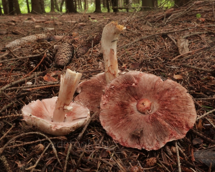 Шампиньон лесной благушка