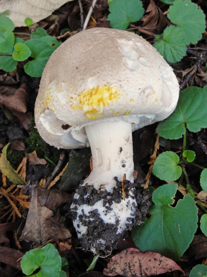 Шампиньон ложный