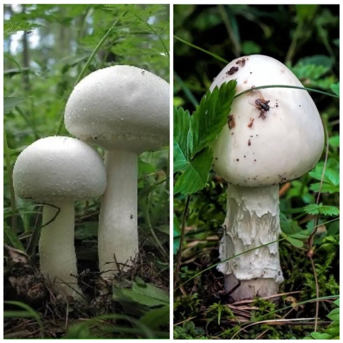 Шампиньон желтокожий грибы