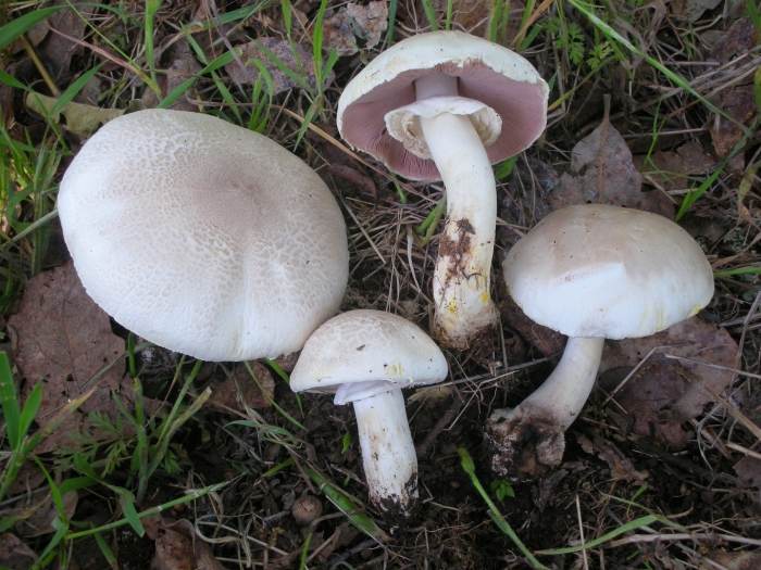 Шампиньон обыкновенный agaricus campestris