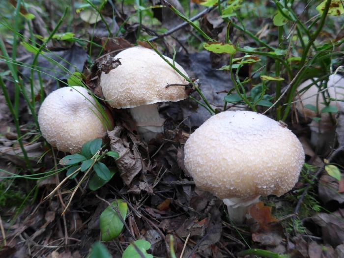 Шампиньон лесной agaricus silvaticus