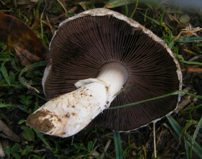 Шампиньон луговой agaricus campestris