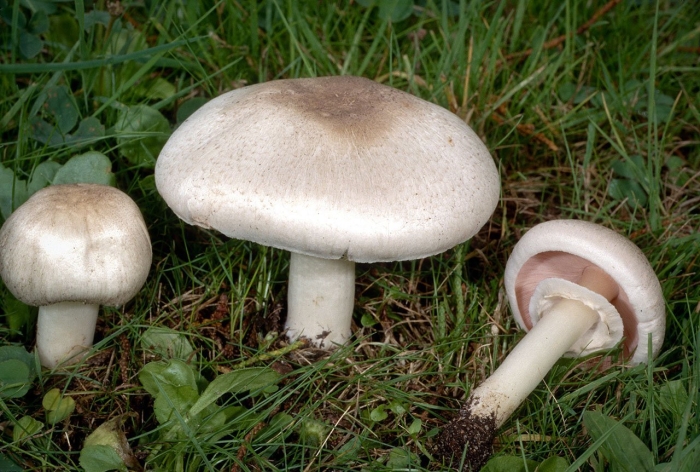 Шампиньон полевой agaricus arvensis