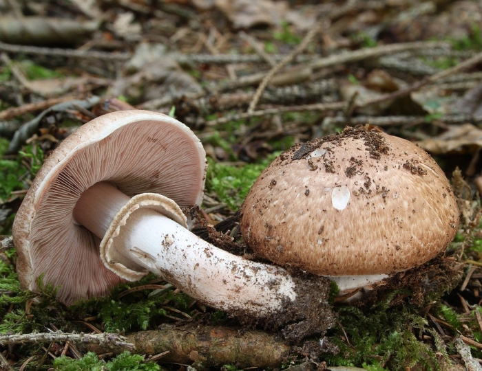 Королевский шампиньон лесной