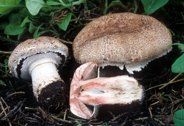 Шампиньон двуспоровый agaricus bisporus