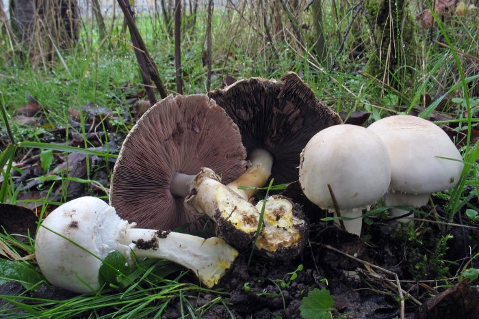 Шампиньон луговой agaricus campestris