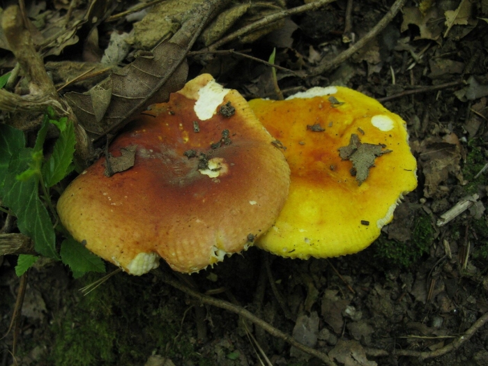 Сыроежка золотистая