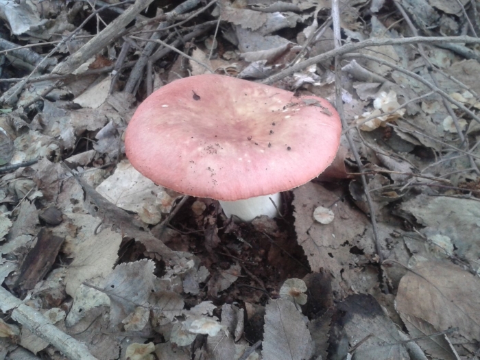 Сыроежка розовая russula rosea