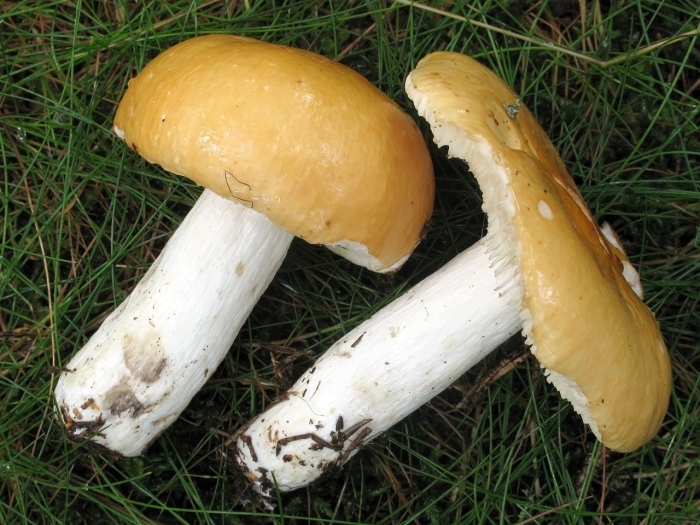 Сыроежка охристая съедобная