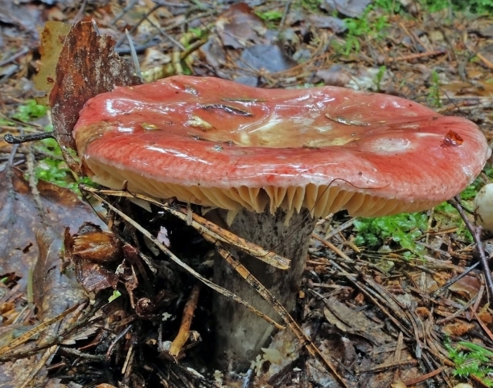 Красная сыроежка