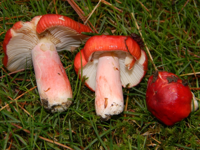 Russula sanguinea