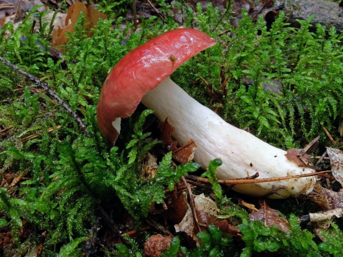 Сыроежка кроваво красная