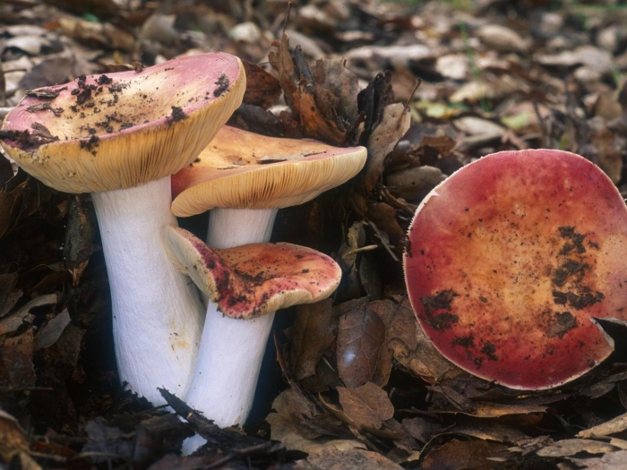 Russula maculata