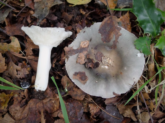 Russula cyanoxantha