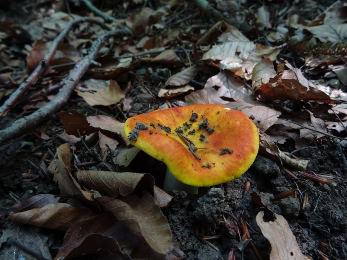 Сыроежка золотисто желтая