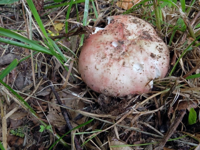 Russula vesca – сыроежка пищевая