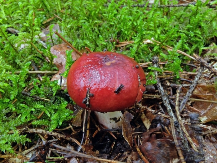 Сыроежка розовоножковая