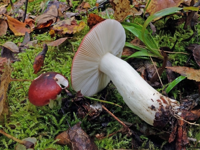 Сыроежка пластинчатый гриб