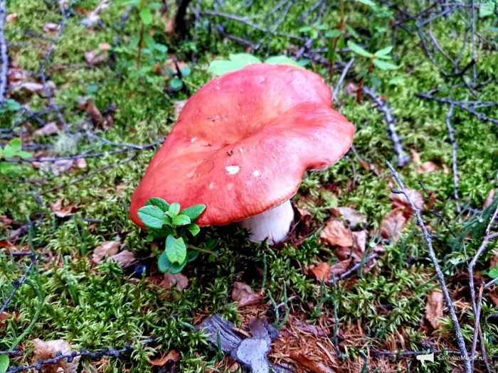 Красный мухомор сыроежка