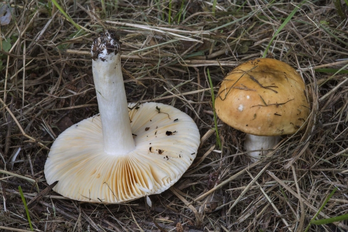 Гриб кульбик валуй