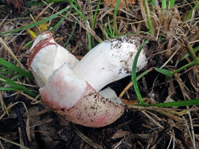 Сыроежка сардониксовая russula sardonia