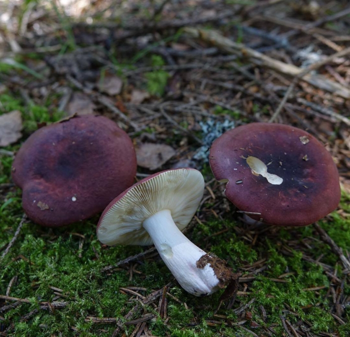 Сыроежка гриб ложный