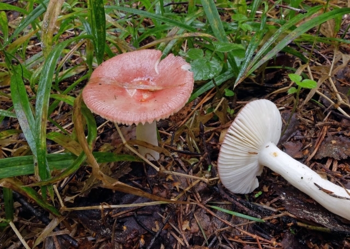 Сыроежка вильчатая