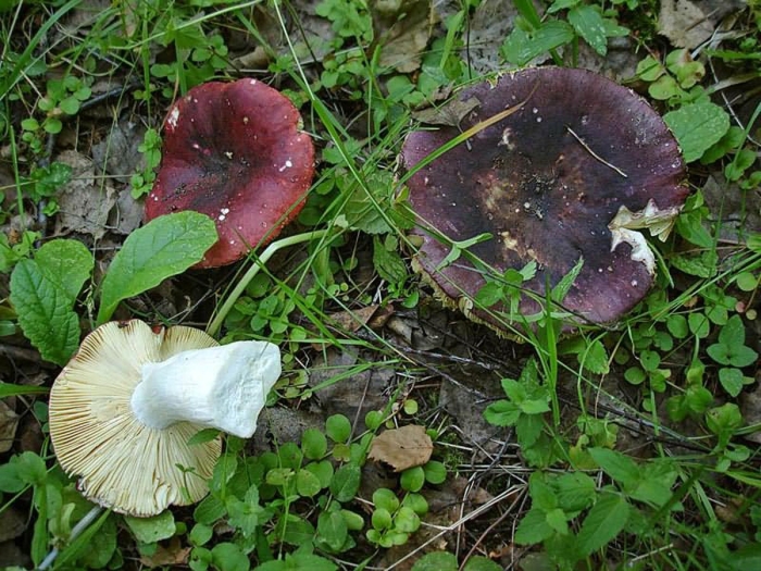 Млечники сыроежки