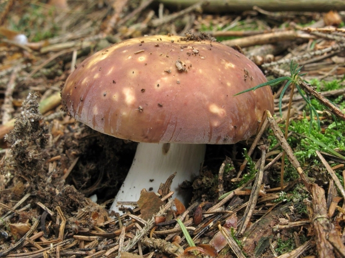 Сыроежка гриб