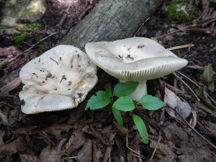 Russula delica (подгруздок белый)