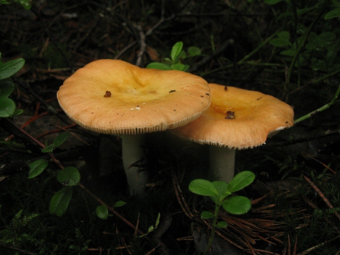 Сыроежка охристая гриб
