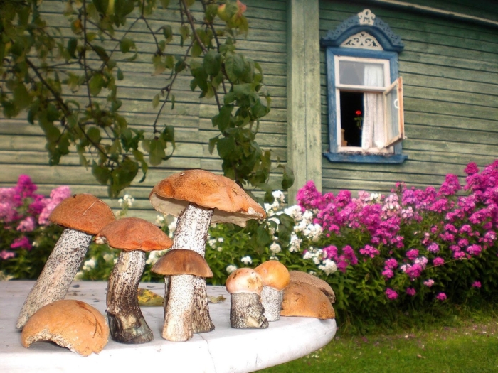 Грибы на даче