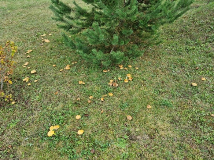 Поляна рыжиков