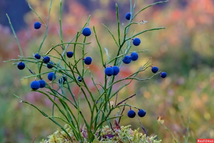 Лесные ягоды синие