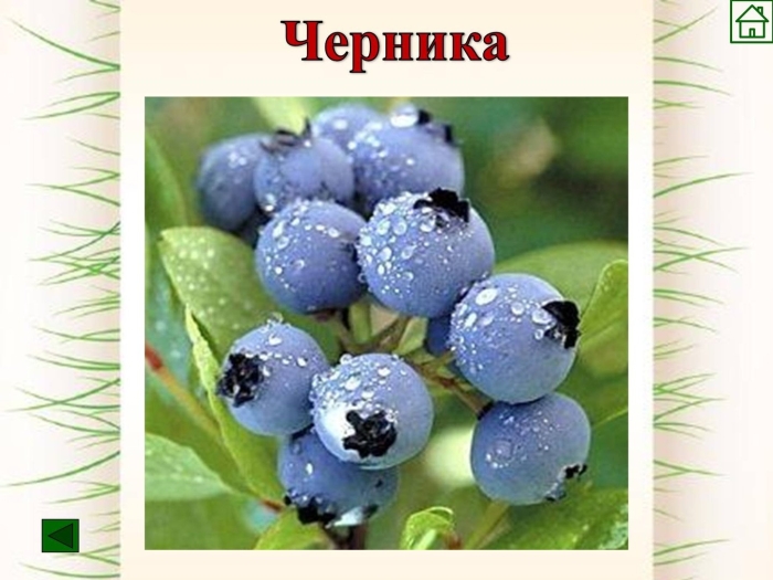 Ягода голубика