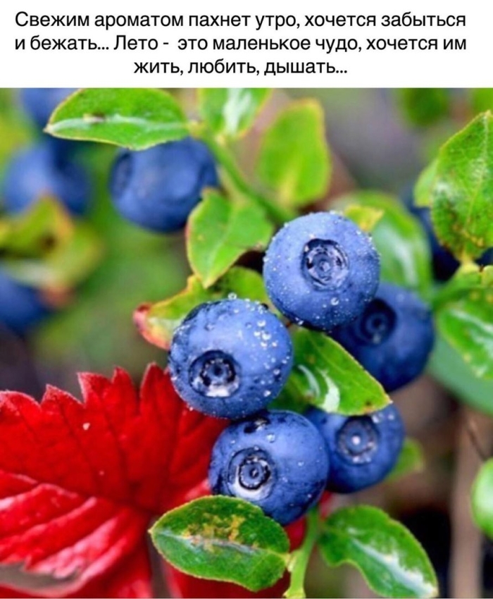 Черника миртолистная