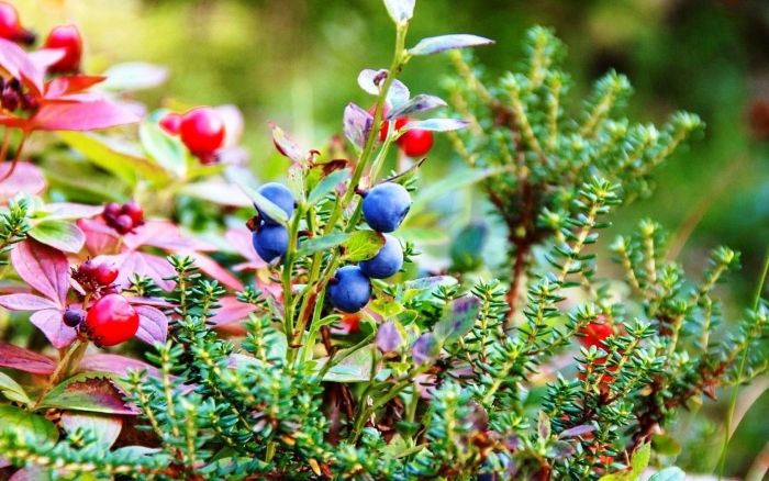 Клюква голубика морошка