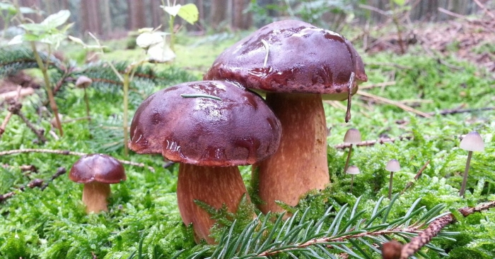 Гриб боровик сосновый