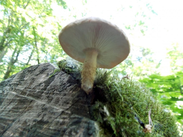 Шиитаке гриб