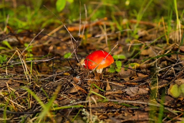 Лесной гриб