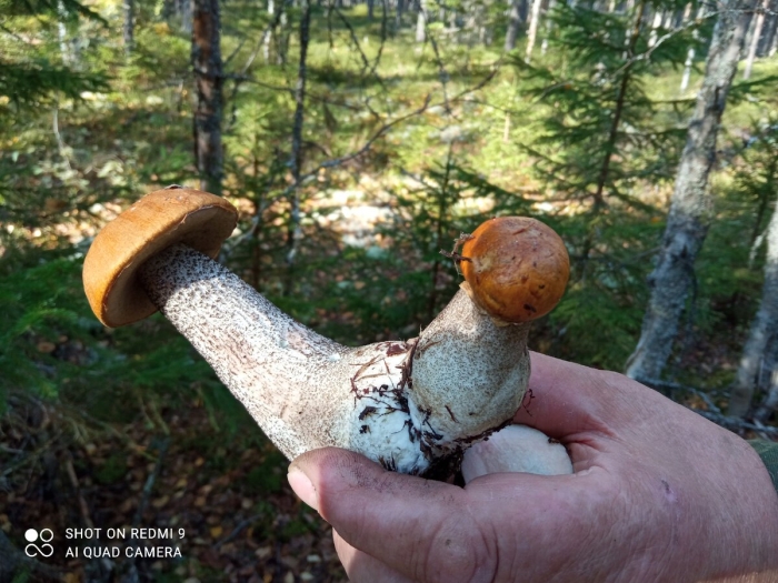 Подосиновик красноголовик