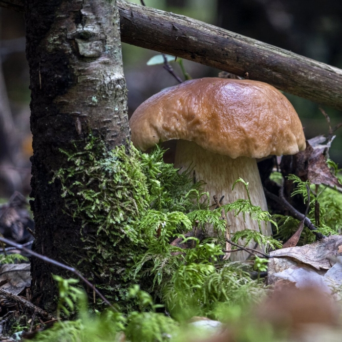 Боровик и белый гриб