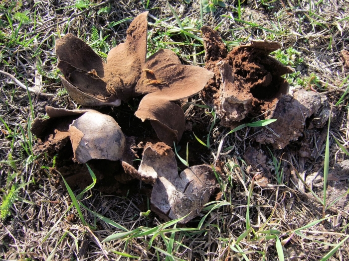 Грибы миценаструм кожистый